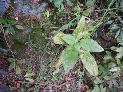 Fuchsia excorticata, photographed by Jon Sullivan