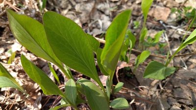 Bupleurum aureum, photographed by Екатерина Гущина
