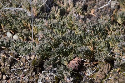 Juniperus horizontalis, photographed by Syd Cannings