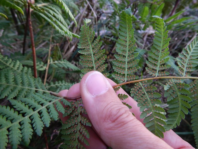 Hypolepis ambigua, photographed by Jon Sullivan