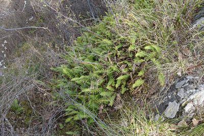 Polypodium sibiricum, photographed by Oleg Kosterin