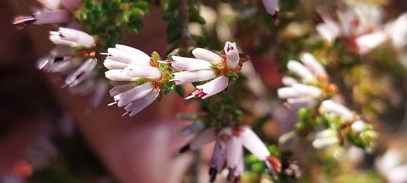Erica interrupta, photographed by sharndreheuvel