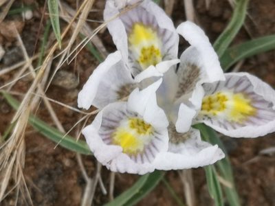 Moraea falcifolia, photographed by Ricus Nel