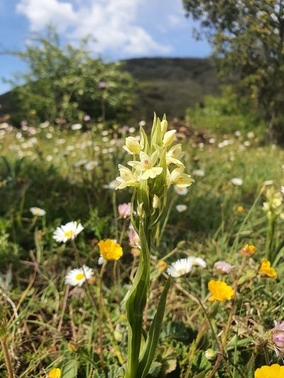 Dactylorhiza insularis, photographed by Martiño Cabana Otero