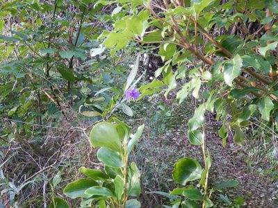 Solanum laciniatum, photographed by Jon Sullivan