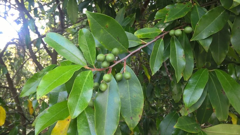 Prunus caroliniana, photographed by Nonbinary-Naturalist