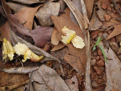 Stereospermum colais, photographed by Dinesh Valke