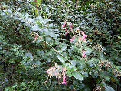 Escallonia rubra, photographed by Jon Sullivan