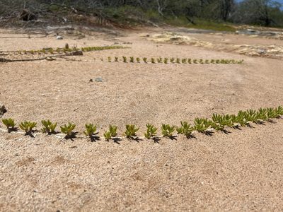 Batis maritima, photographed by Alan Weakley