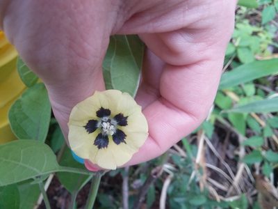 Physalis walteri, photographed by Nonbinary-Naturalist