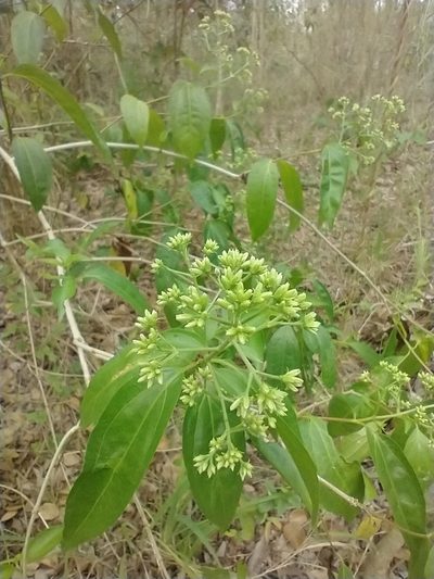 Koanophyllon albicaule, photographed by Juan Cruzado Cortés