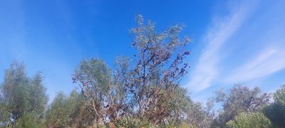 Acacia saligna, photographed by sharndreheuvel