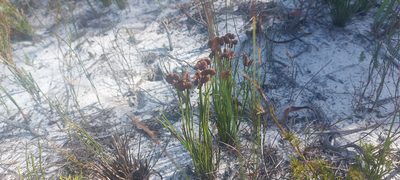 Schizaea pectinata