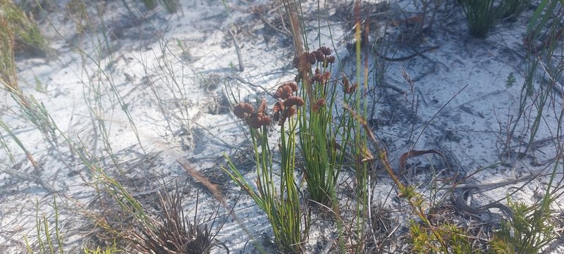 Schizaea pectinata, photographed by sharndreheuvel