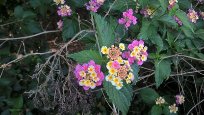 Lantana strigocamara, photographed by Nonbinary-Naturalist