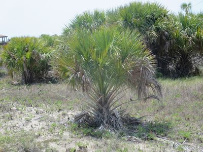 Sabal palmetto, photographed by Nonbinary-Naturalist