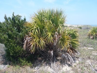 Sabal palmetto, photographed by Nonbinary-Naturalist