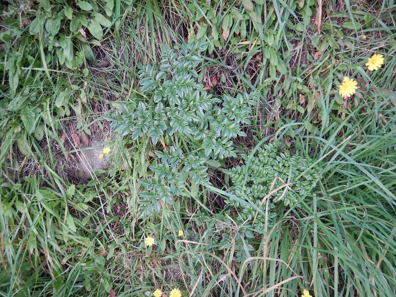 Angelica pachycarpa, photographed by Jon Sullivan