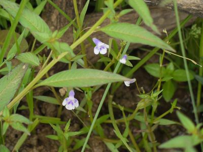 Lindernia hyssopioides, photographed by Dinesh Valke