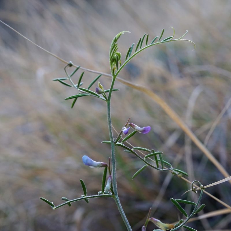 Vicia ludoviciana, photographed by Andrew Tree