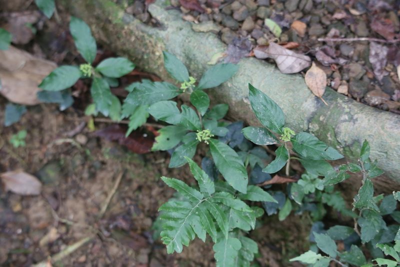 Ophiorrhiza pumila, photographed by 胡正恆(Jackson Hu)