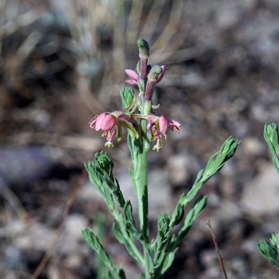Oenothera suffrutescens, photographed by Andrew Tree