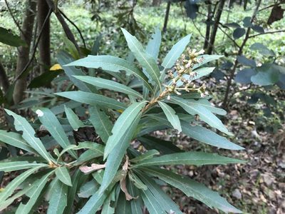 Brachylaena neriifolia, photographed by Caroline Voget