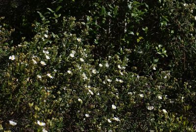 Cistus monspeliensis, photographed by Paulo Martins