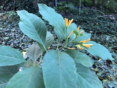 Cestrum aurantiacum, photographed by Caroline Voget