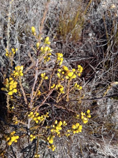 Marasmodes dummeri, photographed by melda