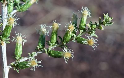 Baccharis pteronioides, photographed by Andrew Tree