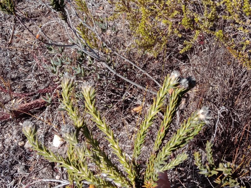Phylica thunbergiana, photographed by melda