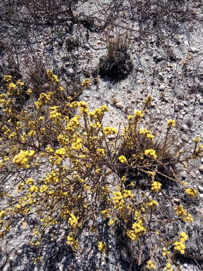 Marasmodes dummeri, photographed by melda