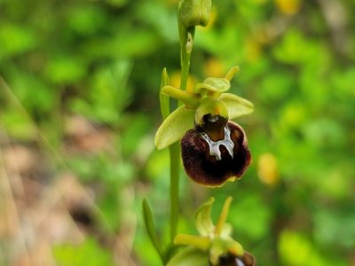 Ophrys sphegodes, photographed by Elias