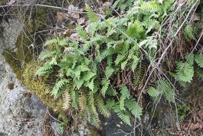 Polypodium sibiricum, photographed by Oleg Kosterin
