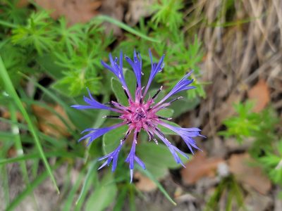 Centaurea axillaris, photographed by Elias