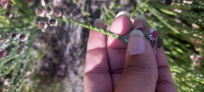 Lachnospermum imbricatum, photographed by sharndreheuvel