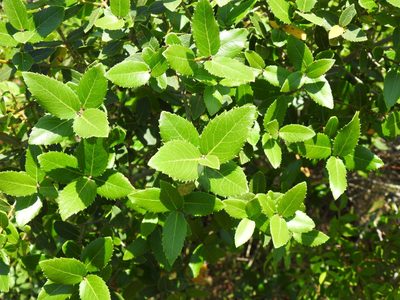 Phillyrea latifolia, photographed by Duarte Frade