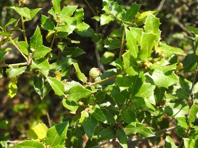 Quercus coccifera, photographed by Duarte Frade