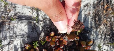 Crassula nudicaulis, photographed by sharndreheuvel