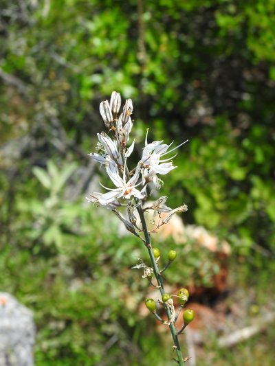 Asphodelus serotinus, photographed by Duarte Frade