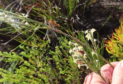 Struthiola ciliata, photographed by linkie