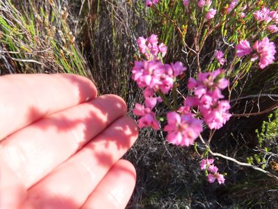 Erica corifolia, photographed by linkie