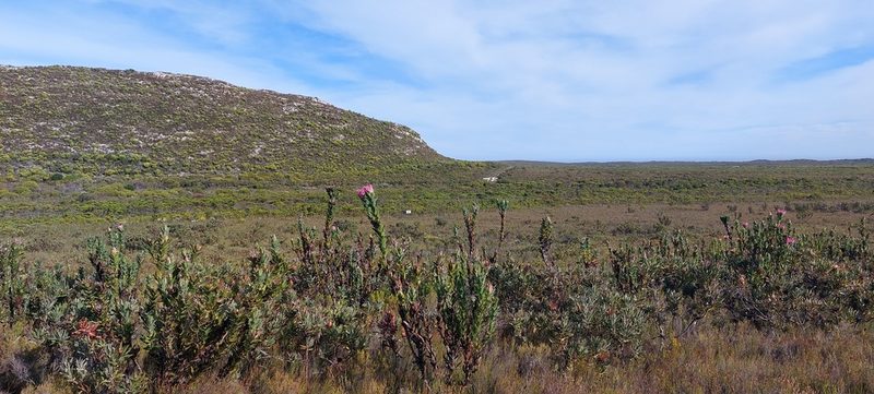Protea compacta, photographed by sharndreheuvel