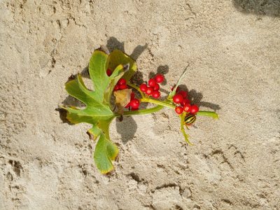 Cayaponia martiana, photographed by Claudia Gil