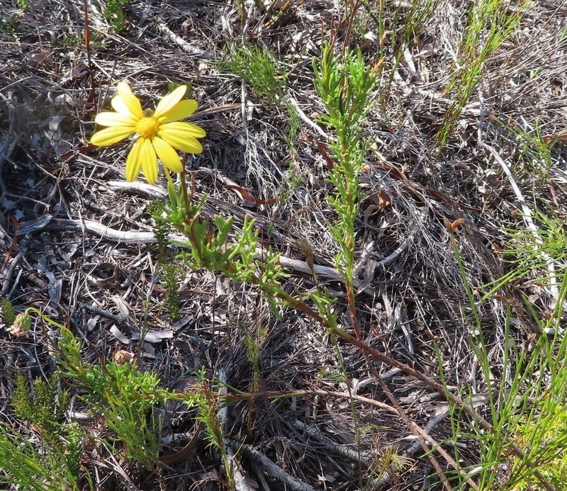 Ursinia paleacea, photographed by linkie