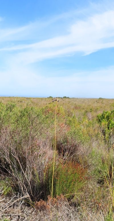 Bobartia longicyma, photographed by linkie