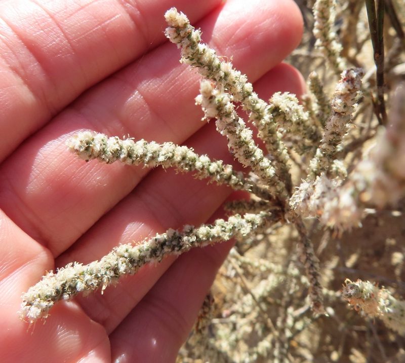 Polpoda capensis, photographed by linkie