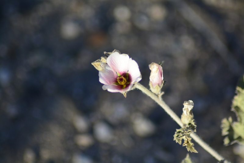 Sphaeralcea mendocina, photographed by veonatura