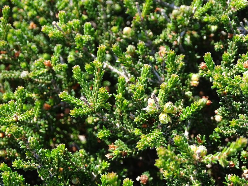 Erica manipuliflora, photographed by Grzegorz Grzejszczak